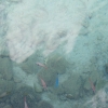 bbDSCF0099