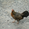 fwDSCF0206