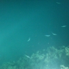 dsDSCF0315