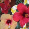 dbDSCF0143 (2)